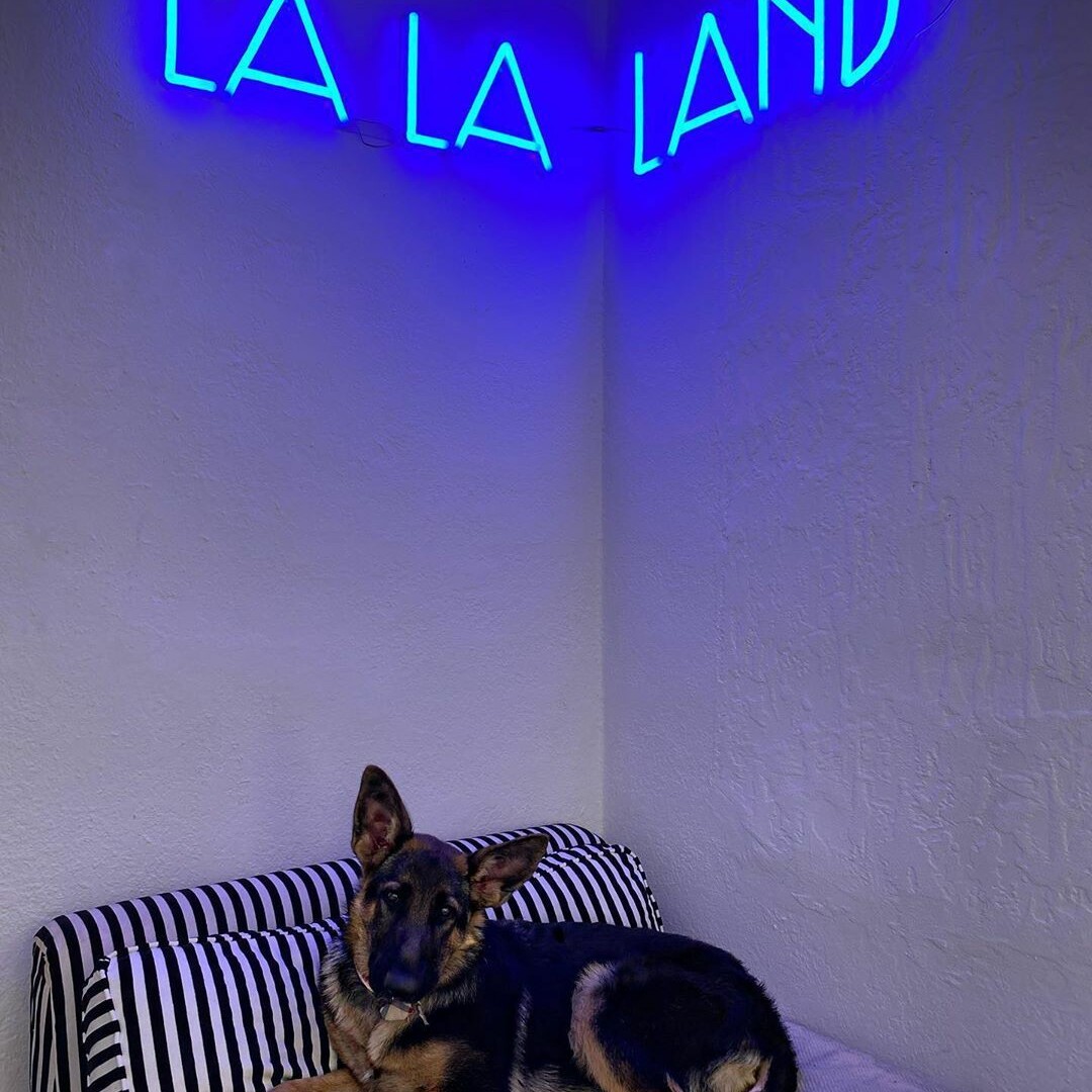 custom neon sign lalaland