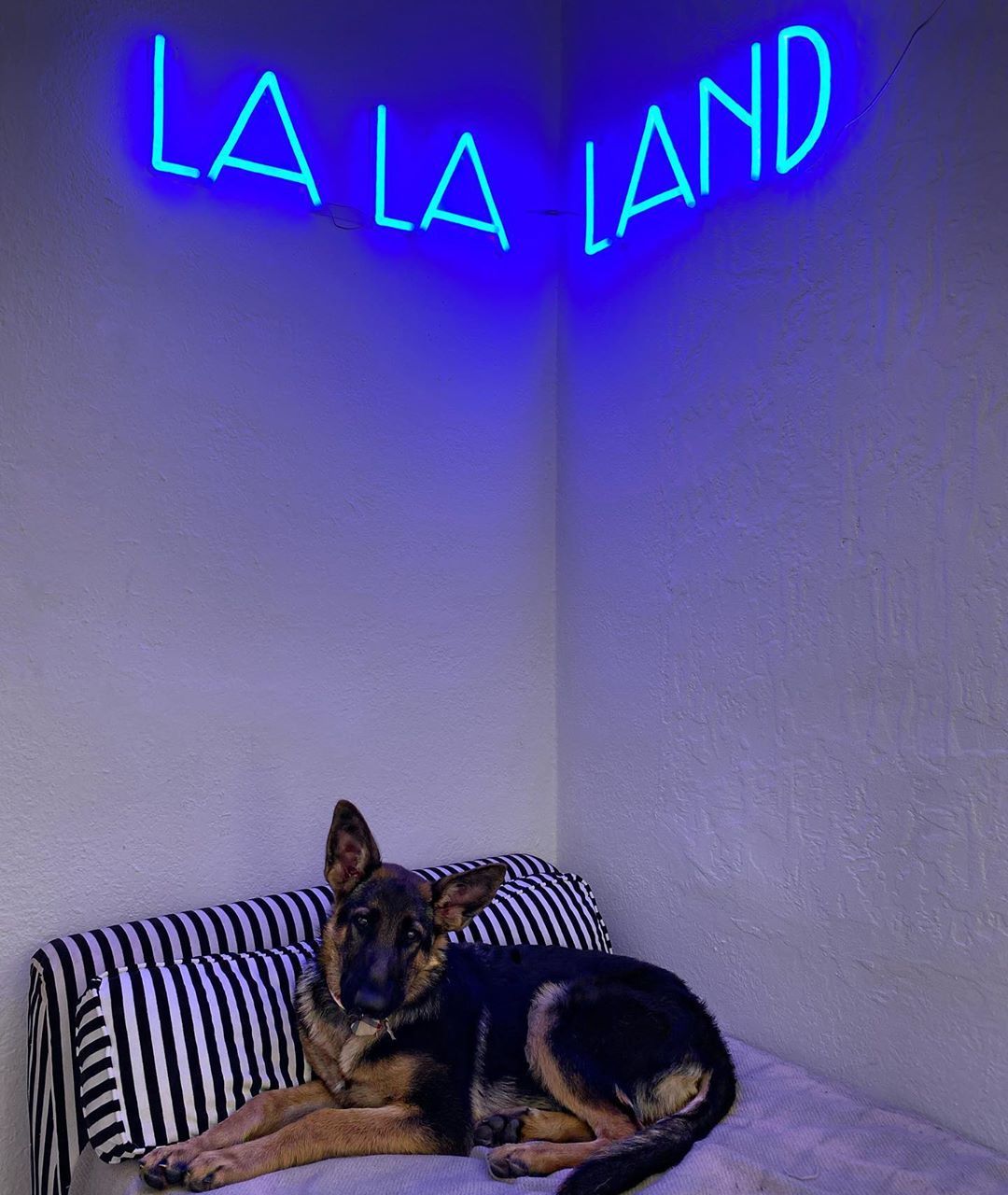 custom neon sign lalaland