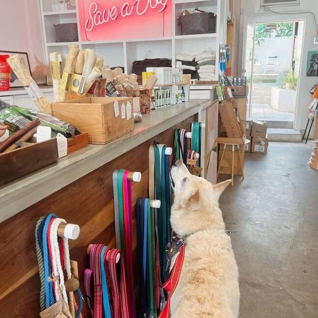medium size glass vintage neon sign for pet clinic